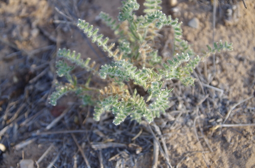 Image of Cryptantha crassisepala by (c) Eric Knight, some rights reserved (CC BY)