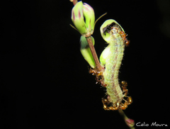 Aricoris propitia