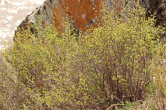 Spiraea trilobata