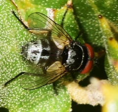Graphogaster vestita