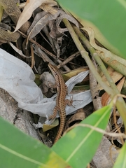 Podarcis virescens