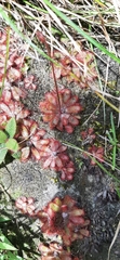 Drosera tomentosa