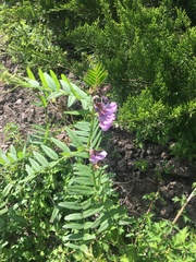 Vicia cracca