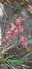 Drosera tomentosa