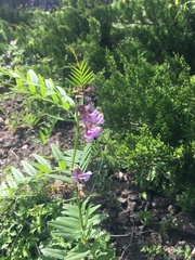 Vicia cracca