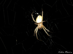 Neoscona moreli