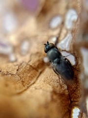 Diptera