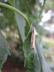 Crambus argyrophorus