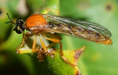 Dioctria rufa