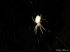 Neoscona moreli