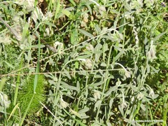 Helianthemum asperum
