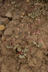 Eriogonum nutans nutans