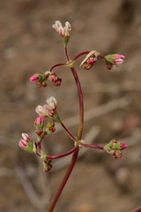 Eriogonum nutans nutans