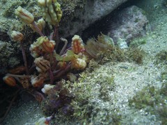 Cristiceps aurantiacus