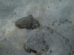 Centropogon australis