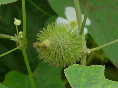 Luffa echinata