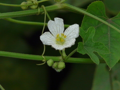 Luffa echinata