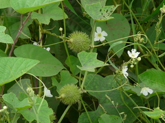 Luffa echinata