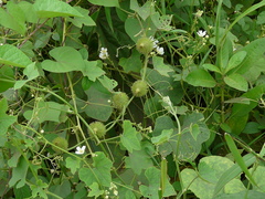 Luffa echinata