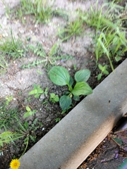 Plantago major