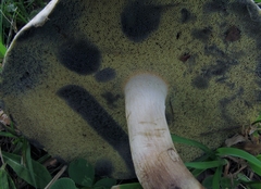 Boletus pallidus image