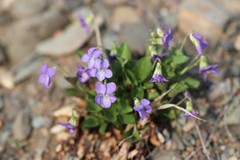 Viola rupestris