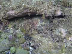 Scorpaena jacksoniensis