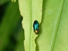 Endelus cupido
