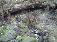 Scorpaena jacksoniensis