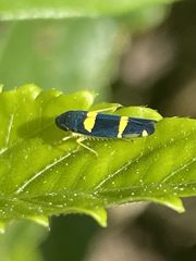 Pachitea subflava