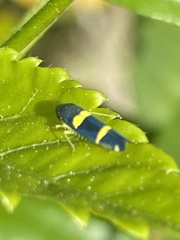 Pachitea subflava