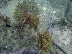 Heteroclinus roseus