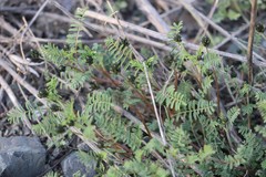Astragalus ceratoides