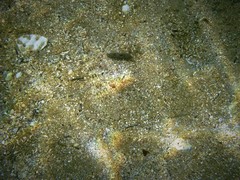 Platycephalus caeruleopunctatus