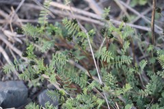 Astragalus ceratoides