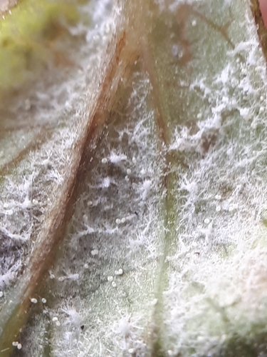 Plasmopara nivea nuotrauka