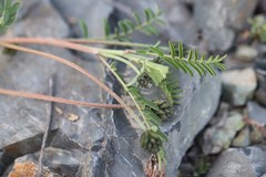 Astragalus ceratoides