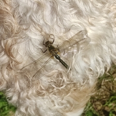 Cordulia aenea aenea