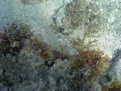 Heteroclinus roseus