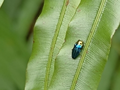 Endelus cupido