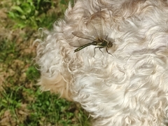 Cordulia aenea aenea