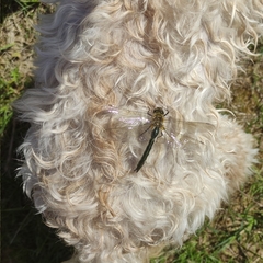 Cordulia aenea aenea