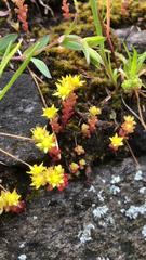 Sedum annuum