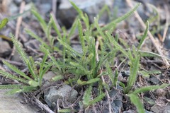 Achillea asiatica