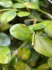 Psylla buxi