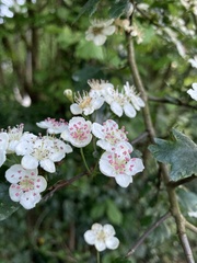 Crataegus