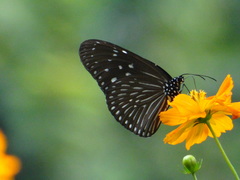 Euploea mulciber mulciber
