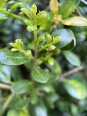 Psylla buxi