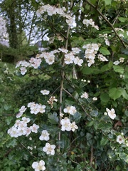 Crataegus