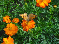 Junonia almana almana